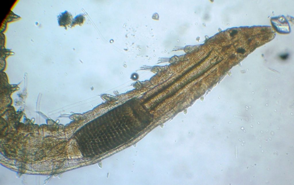 (Micro)mostri marini
